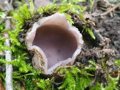 Sarcosphaera coronaria