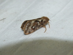 Korscheltellus fusconebulosa