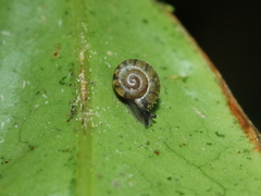 Plectotropis mackensii