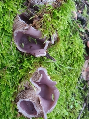 Sarcosphaera coronaria