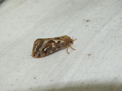 Korscheltellus fusconebulosa