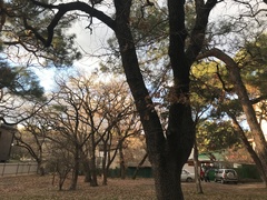 Quercus pubescens