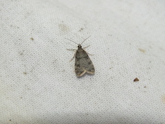 Scoparia subfusca