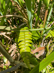 Blechnum durum