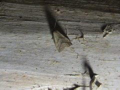 Hypenodes humidalis