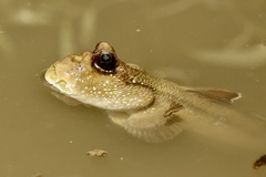 Periophthalmodon schlosseri