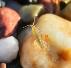 Platorchestia platensis