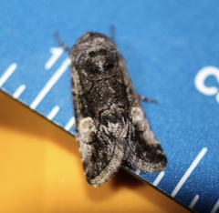 Copanarta aurea