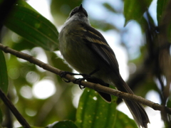 Mecocerculus leucophrys