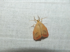 Miltochrista miniata