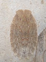 Phloea subquadrata