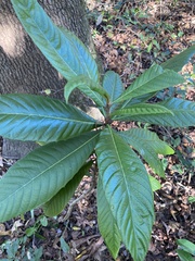Eriobotrya japonica