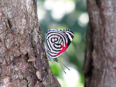 Diaethria candrena