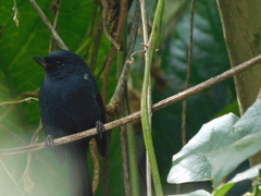 Diglossa albilatera