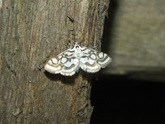 Nymphula nitidulata