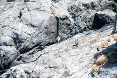 Phalacrocorax punctatus