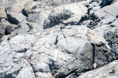 Phalacrocorax punctatus