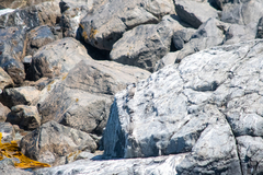 Phalacrocorax punctatus