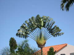 Ravenala madagascariensis