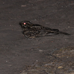 Hydropsalis torquata