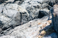 Phalacrocorax punctatus