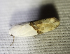 Ponometia elegantula