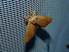 Apoda limacodes
