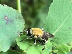 Pterallastes thoracicus