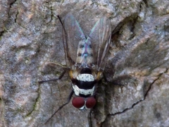 Limnophora obsignata