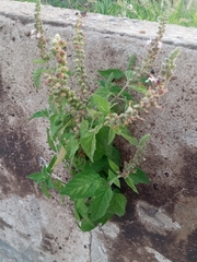 Teucrium vesicarium