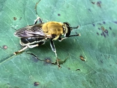 Pterallastes thoracicus