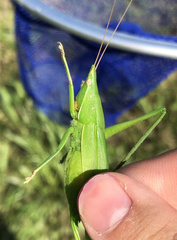 Euconocephalus varius