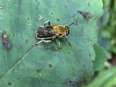 Pterallastes thoracicus