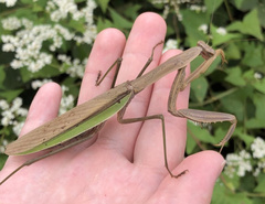 Tenodera sinensis
