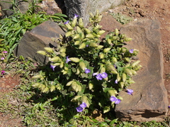 Strobilanthes sessilis