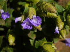 Strobilanthes sessilis