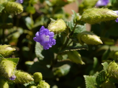 Strobilanthes sessilis