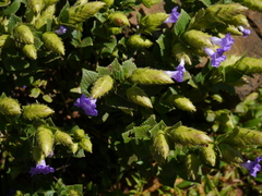 Strobilanthes sessilis
