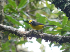 Myioborus ornatus