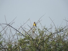 Emberiza bruniceps