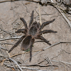 Grammostola