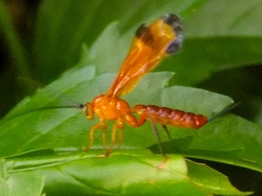 Pimplinae