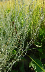 Artemisia nitrosa