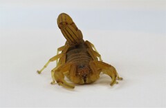 Jaguajir rochae