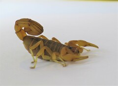 Jaguajir rochae