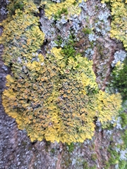 Xanthoria parietina