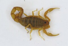 Jaguajir rochae