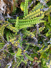 Blechnum blechnoides