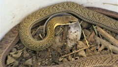 Philodryas nattereri