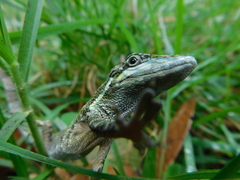 Anolis heterodermus